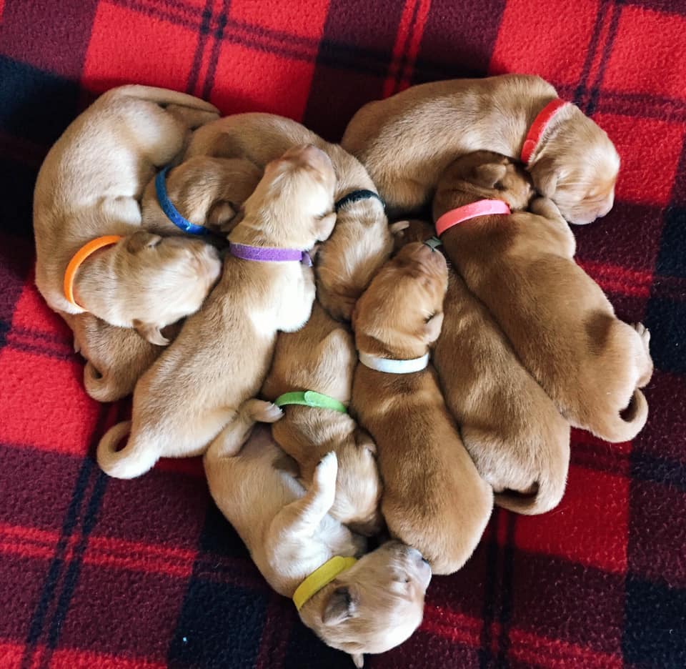 Heart of Puppies