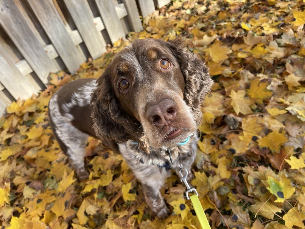 Spaniel in leaves Spaniel in leaves